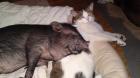 Schweinchen maggy sucht ein neues zuhause